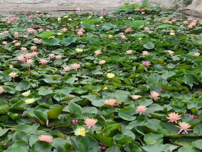 睡莲种植案例 